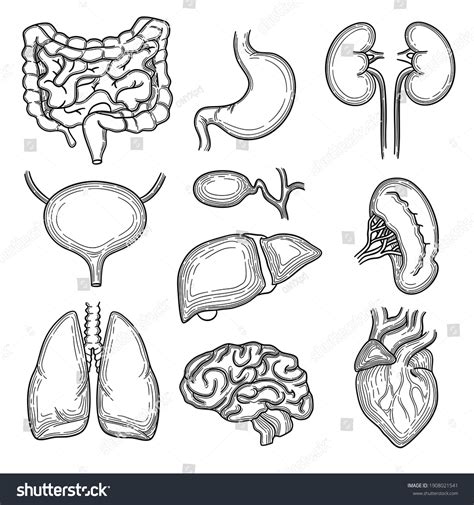 Human organs sketch Images, Stock Photos & Vectors | Shutterstock