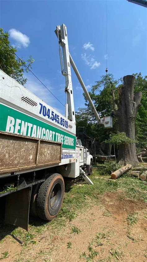 Tree Pruning Near Me 的图像结果