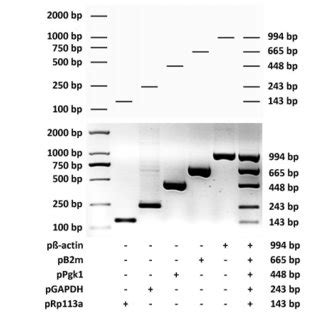 Image result for Multiplex PCR Primer Design