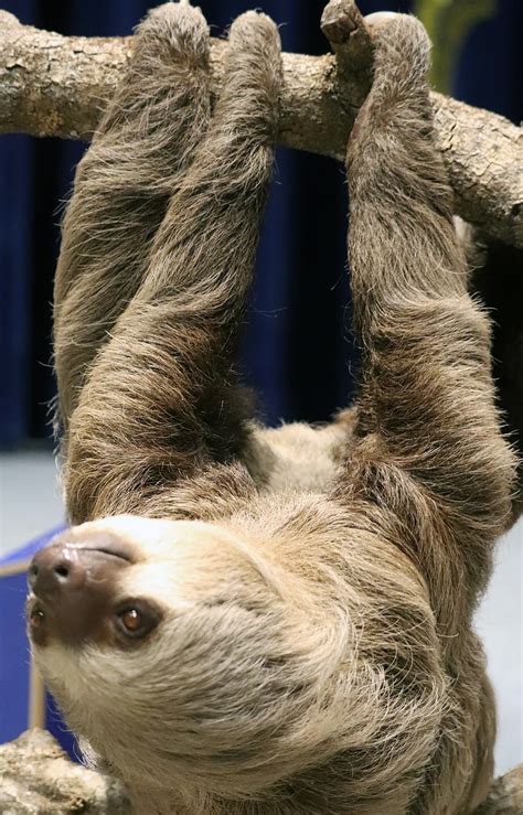 Image result for Sloth Falling
