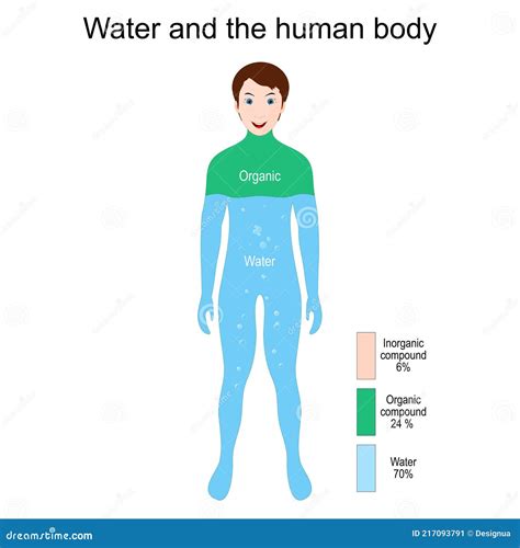 Human Body, Water, Organic and Inorganic Elements. Percentage Stock ...