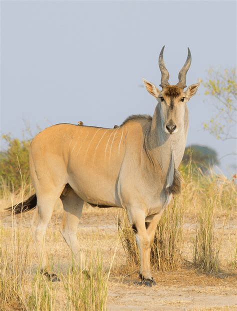 Eland Tutorial Python 的图像结果