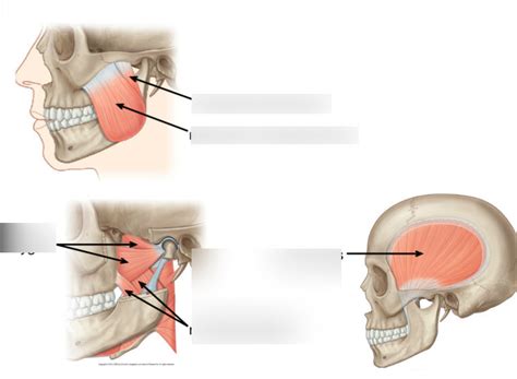 Muscles of Mastication Lecture 的图像结果
