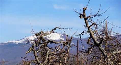 Image result for Apple Tree Pruning