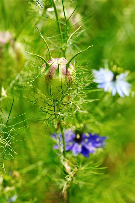 Creating Herbal Remedies - Health Embassy