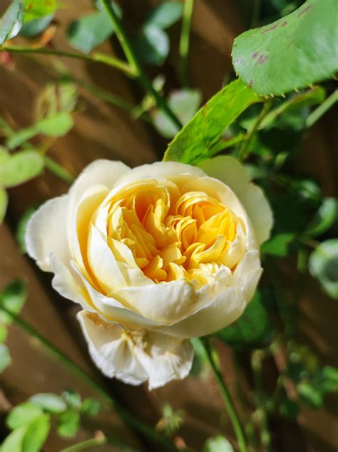 Different phases of Rose Charlotte in my garden : r/gardening