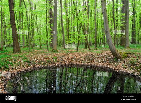 Spring Water Pond 的图像结果