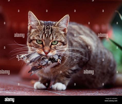 Cat With Bird In Mouth