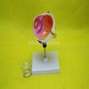 Human Anatomical Model manufacturers, China Human Anatomical Model ...