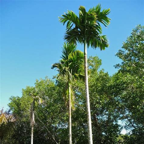 Buy Palm Seeds online from Nurserylive at lowest price.