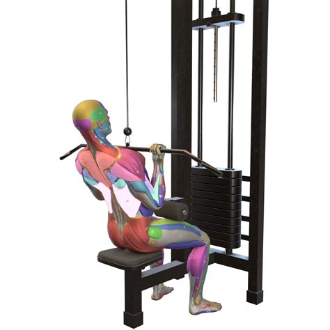 Reverse Grip Lat Pulldown – Habibi Fit
