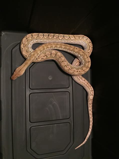 Image result for Reticulated Python Morphs