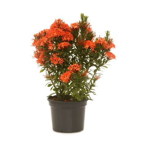 Dwarf Ixora (Red) Plant freeshipping - PadmamNursery – Padmam Nursery