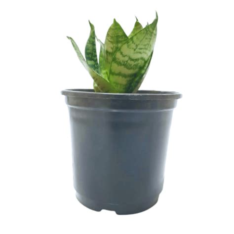 Snake Plant Green Dwarf – ManBhawan Nursery