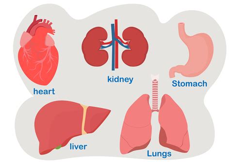 Heart, lungs, kidneys, liver, stomach, human organs 5607805 Vector Art ...