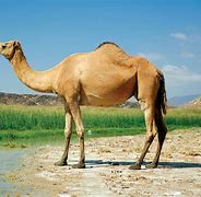 Image result for Camel