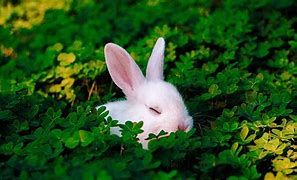 Image result for Easter Bunny Tracker