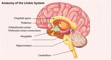 Limbic system Memory 的图像结果