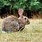 Image result for Rabbit Predators Cat