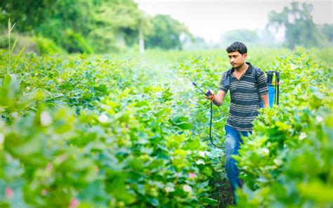 ऐसे जानें आपकी सब्जियां ऑर्गेनिक है भी या नहीं, पांच आसान तरीके ...