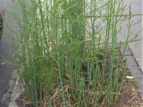 Wild Asparagus Plant Identification Foraging For Wild Asparagus In