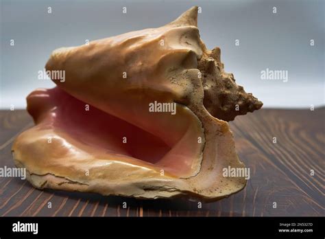 Image result for What's Inside Conch Shell