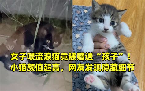 爱猫人士在小区喂流浪猫被物业禁止，网友：给猫一条活路吧
