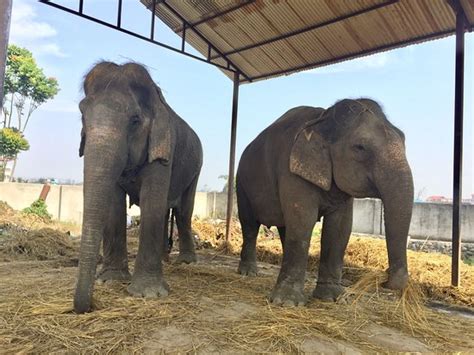 HOTEL RAINFOREST (Sauraha) - Lodge Reviews, Photos, Rate Comparison ...