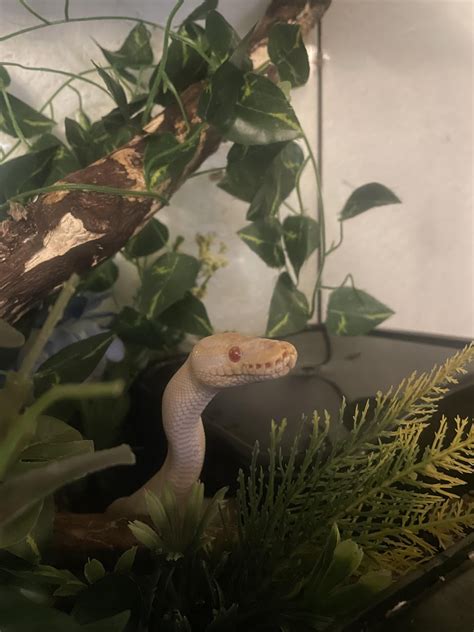 how do I make my room smell better : r/ballpython