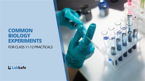 Image result for Practical Biology Experiments