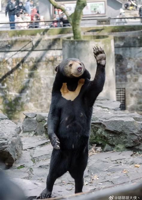 Malayan Sun Bear Spotted Standing On Its Feet At Zoo, Visitors Think It ...