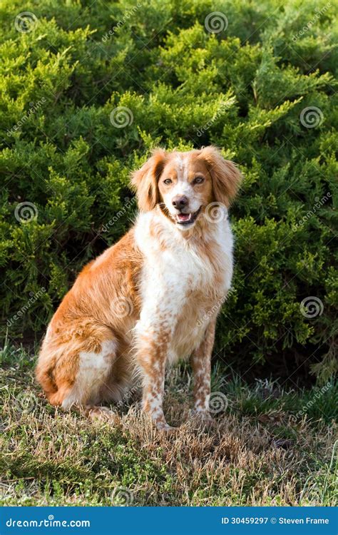 French Brittany Spaniel stock image. Image of sporting - 30459297