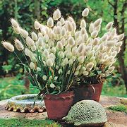 Image result for Bunny Tail Cotton Balls