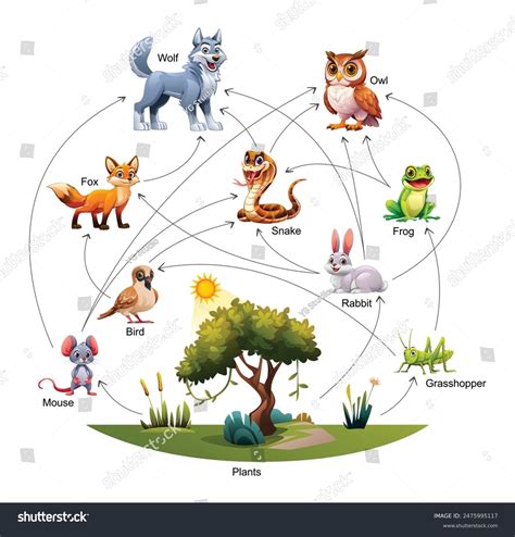 Vector Illustration Food Web Ecosystem Stock Vector (Royalty Free ...