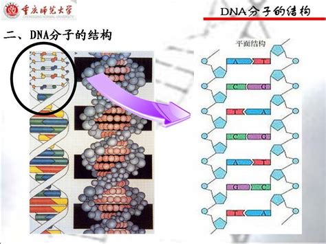 Alevel生物学习要点：DNA的结构 - 知乎