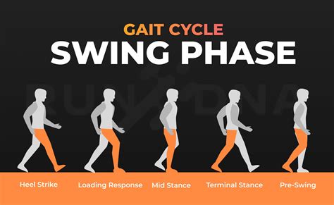 Detailed Breakdown of the Phases of Walking Gait Cycle - RunDNA
