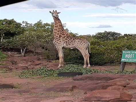 THABA MONATÉ GAME LODGE (Bela Bela) - Lodge Reviews & Photos - Tripadvisor