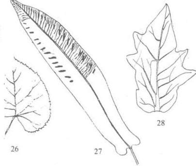 Bitki Anatomisi - Yaprak