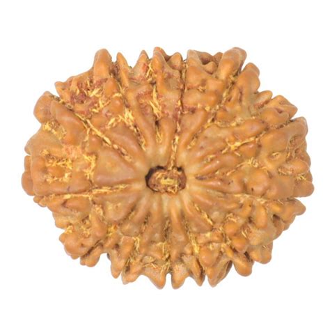 ShivaRatna 13 Mukhi Rudraksha Bead – Nepal Origin | X-Ray Verified | H