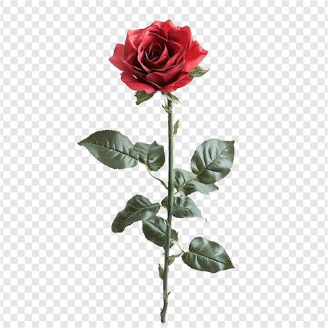 Red rose transparent background Images - Free Download on Freepik