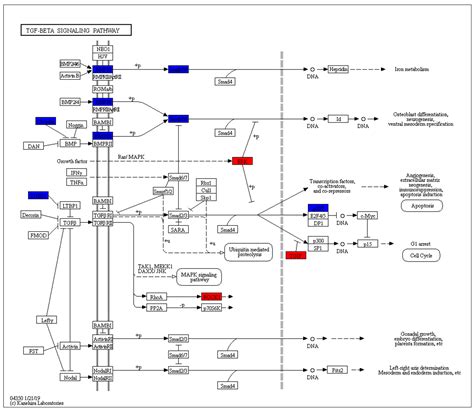 Identification and Comparative Analysis of Long Non-Coding RNA in the ...
