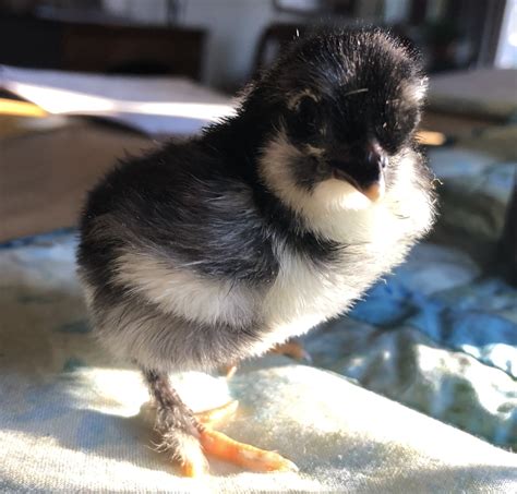 Cuckoo Maran Chickens Black