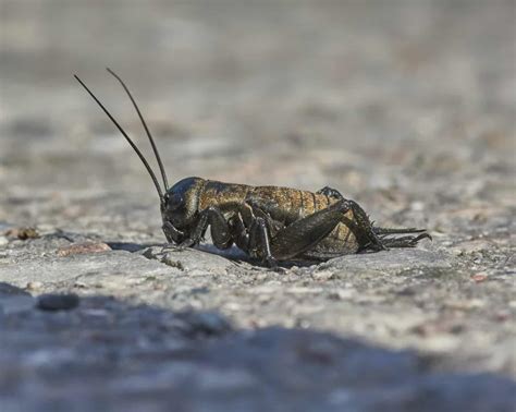 How Much Protein Cricket at Zane Bussell blog