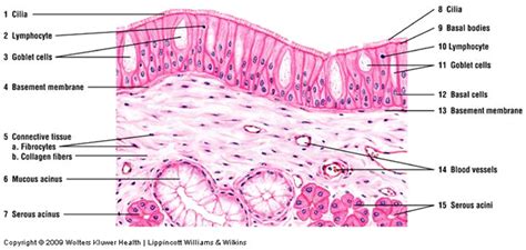 Image result for Visual Growing Patterns