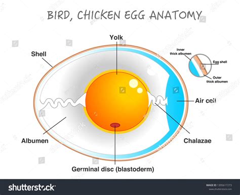 3,042 Chicken Egg Fertilized Images, Stock Photos & Vectors | Shutterstock