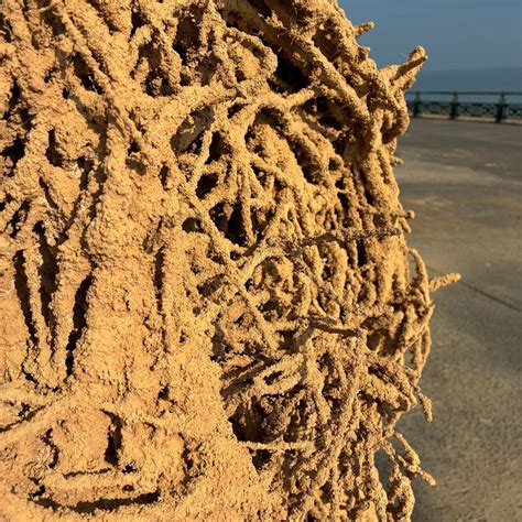"Large, weird, monstrous forms" - Richard’s Blog