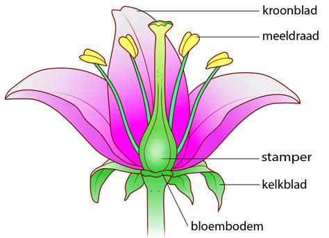 Microscopie en planten - Wikiwijs
