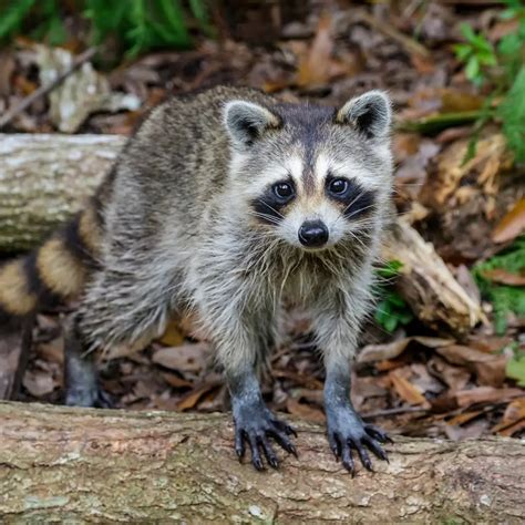 Why I'd Rather Wrestle a Bear Than Deal with Bed Bugs | Boxpest: pest control