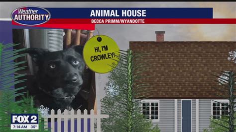 Meet Crowley | FOX 2 Detroit