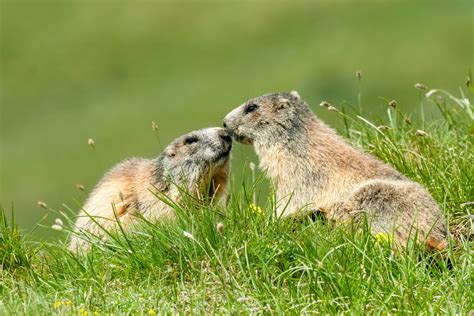 Other Names For A Whistle Pig at Kathaleen Velasquez blog